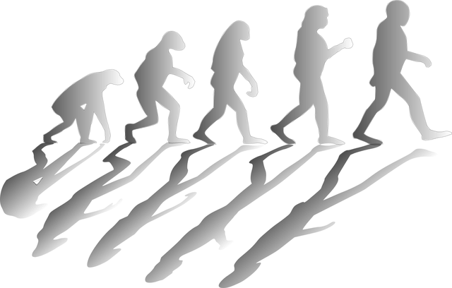 Human Evolution